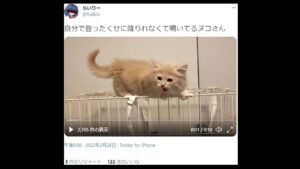 CoD実況者絶滅。らいりー、思う存分 呪い合おうじゃないか【CoD:Vanguard:実況】